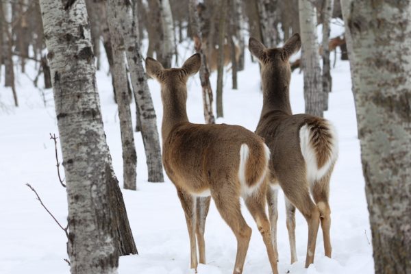 Deers, Winter, Winnipeg, Manitoba, Canada
