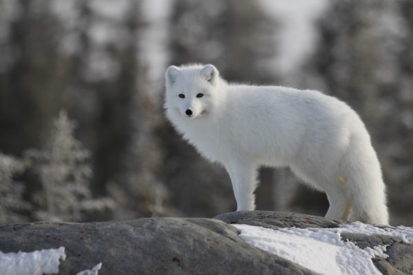 Arctic fox (Vulpes Lagopus) in white winter coat on the Canadian Shield near Churchill Manitoba