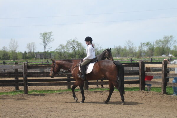 Horse Sarah copy